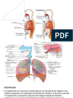 Proceso respiratorio: fases, alteraciones y toma de frecuencia respiratoria