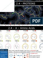 2.4 - Proteins