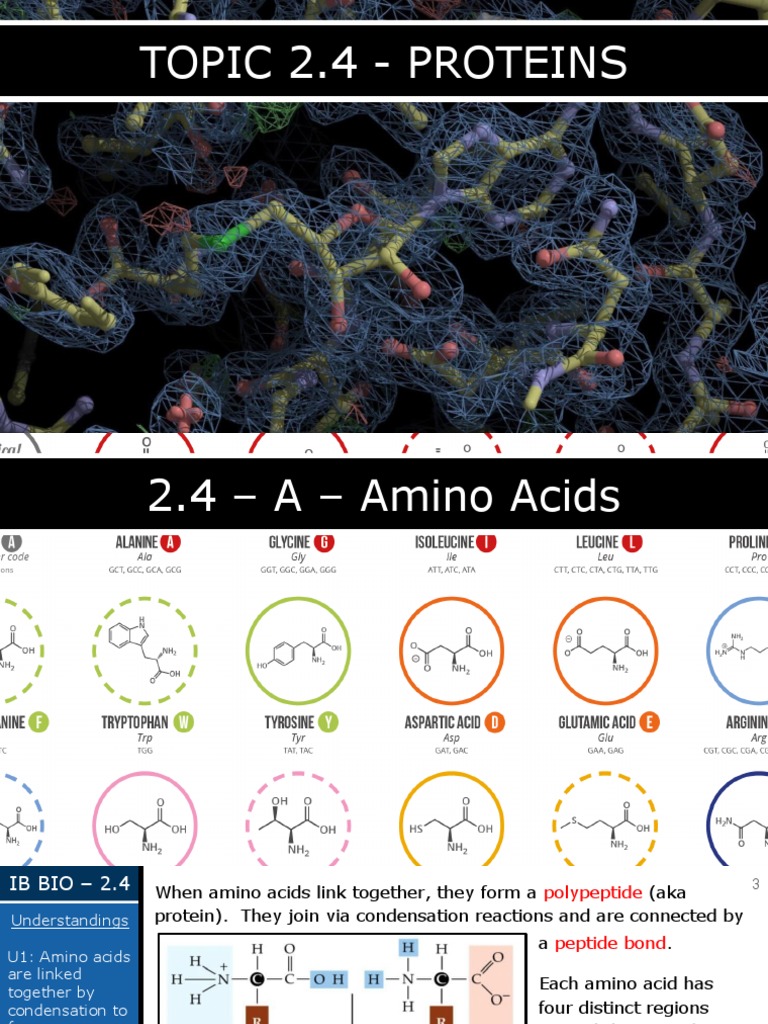 2.4 Proteins PDF Proteins Denaturation (Biochemistry)