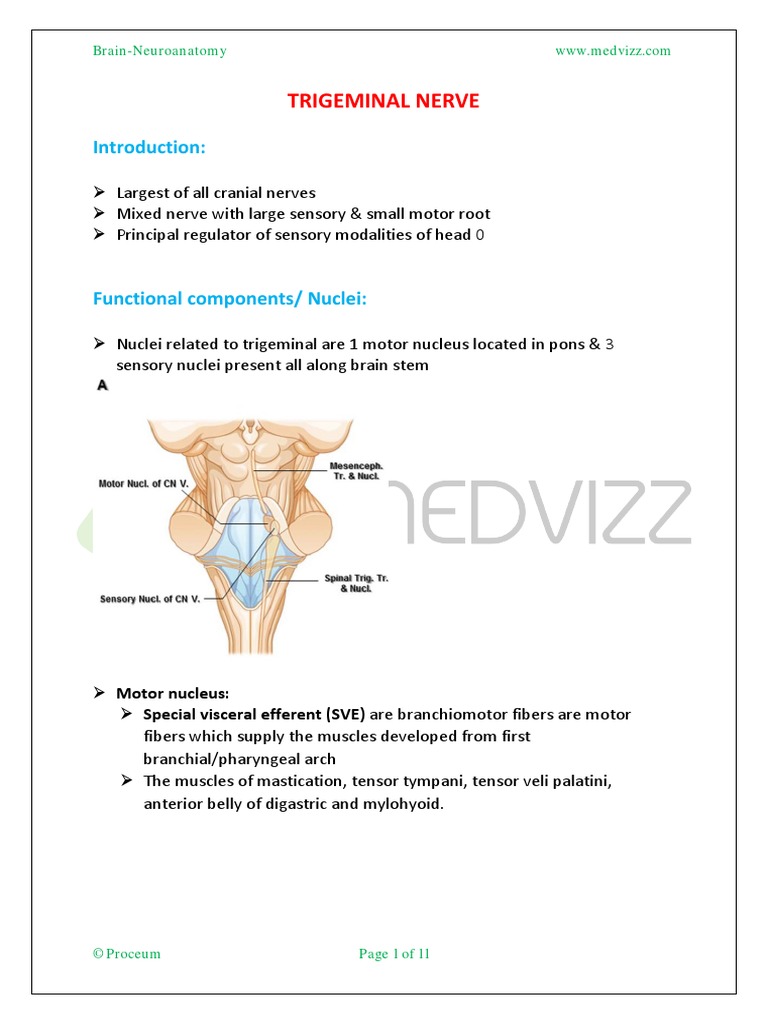 Trigeminal Nerve | PDF | Human Anatomy | Neuroanatomy