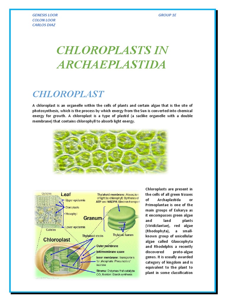 Chloroplasts in Archaeplastida | PDF | Chloroplast | Biology