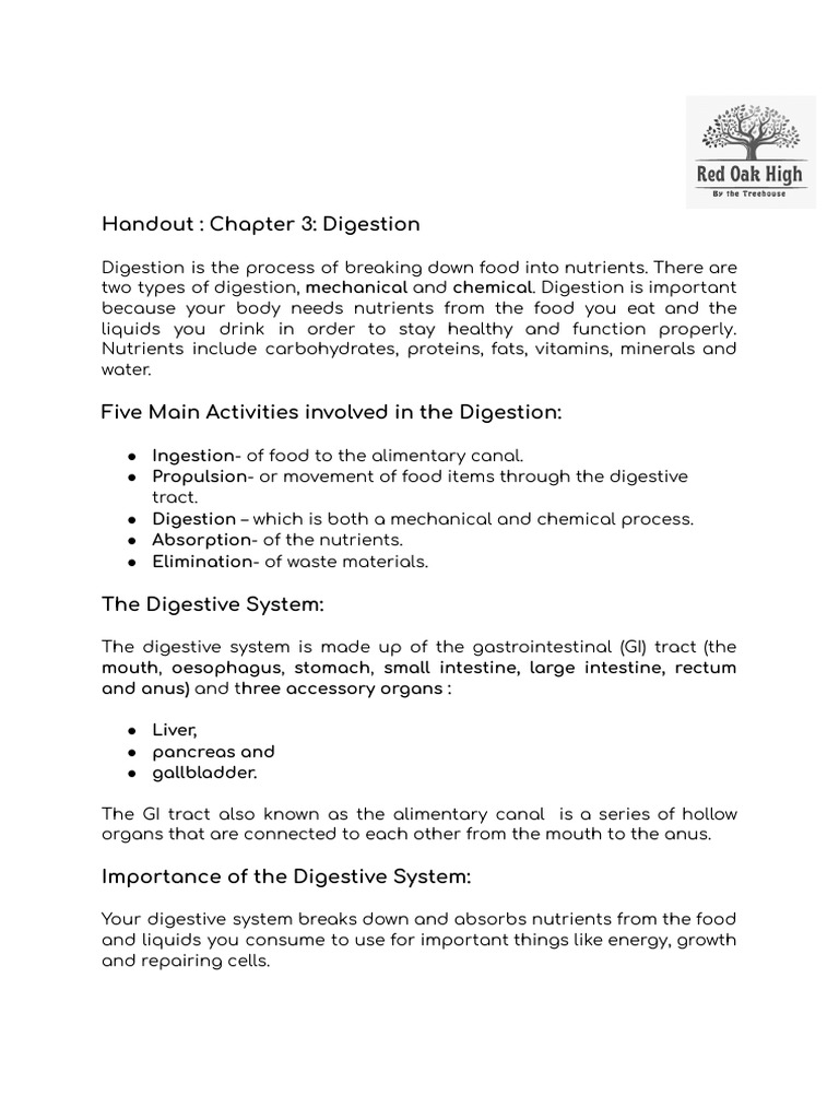 Understanding Digestion Processes | PDF | Digestion | Small Intestine