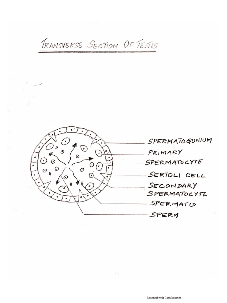 Diagrams Testis, Ovary, Blastula PDF