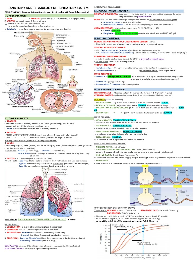 Anatomy and Physiology of the Respiratory System | PDF | Lung | Exhalation