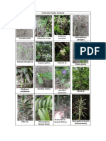 Catálogo Flora de Churuja