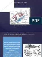 Sistem Pernapasan Dan Peredaran Darah Pada Ikan (Kelompok 2)