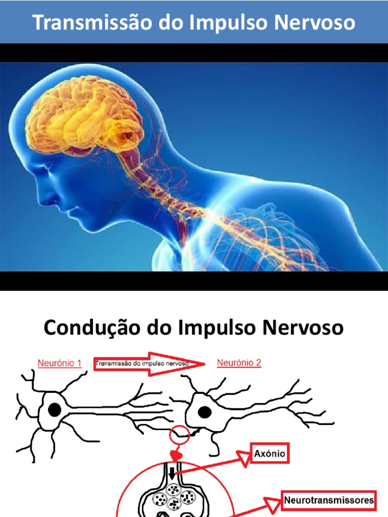 Transmissão Do Impulso Nervoso | PDF | Neurônio | Doença de Alzheimer