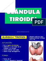 Glándula tiroides: anatomía, relaciones y vascularización