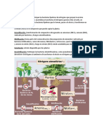 Ciclo Del Nitrogeno Resumido