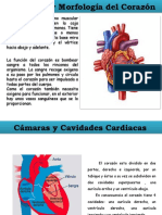 El Corazon