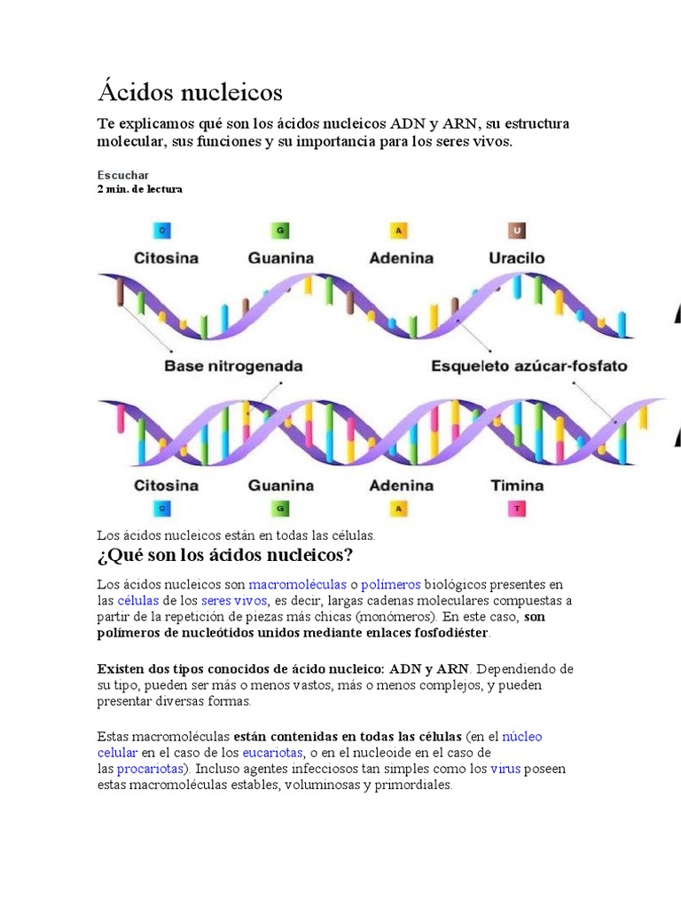 Importancia y tipos de ácidos nucleicos | PDF | Ácidos nucleicos | Adn