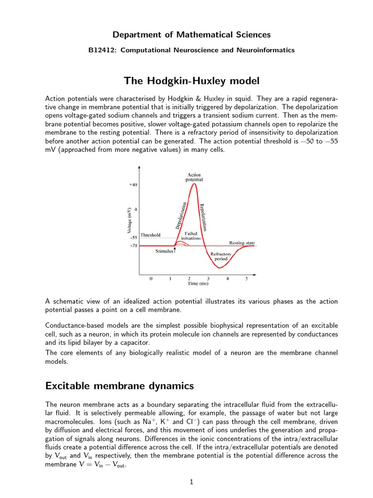 The Hodgkin-Huxley Model | PDF | Action Potential | Membrane Potential
