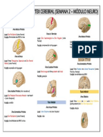 Resumão Córtex Cerebral