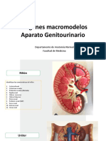 Imágenes Macromodelos Genitourinario