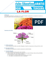 La Flor para Tercer Grado de Secundaria