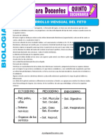 Desarrollo Mensual Del Feto para Quinto de Secundaria