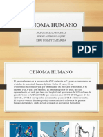 Genoma Humano