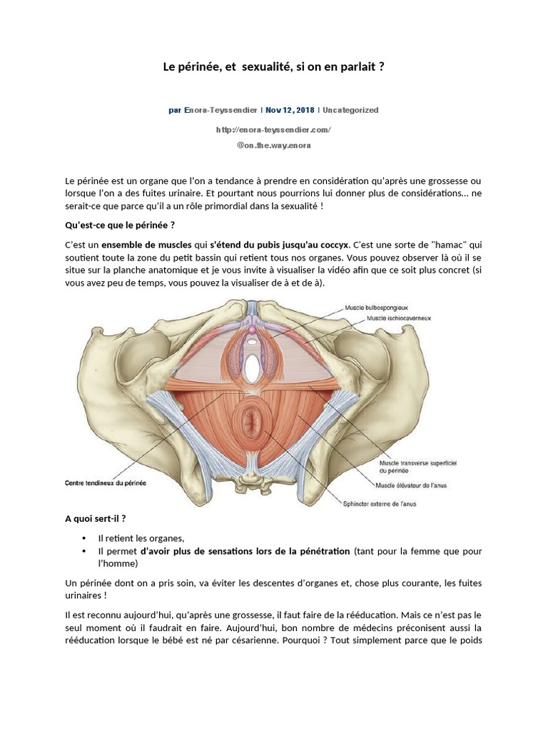 Poster anatomique du périnée