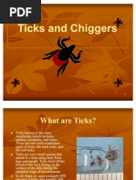 Chiggers - Slide Show Presentation