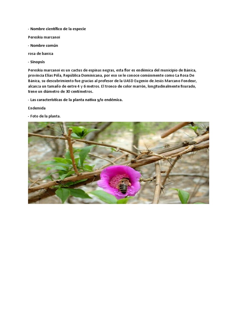 Rosa de Banica | PDF