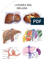 Anatomia Del Higado