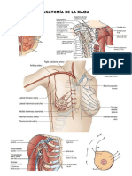 Anatomía de La Mama