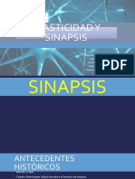 Plasticidad y sinapsis: funciones, tipos y patologías