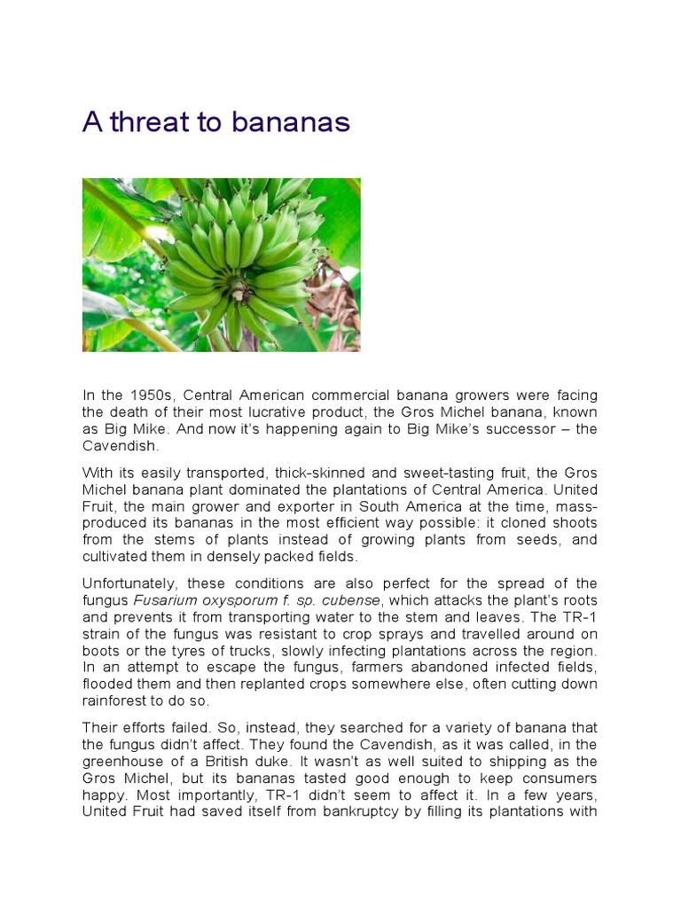 A Threat To Bananas PDF Banana Food Industry
