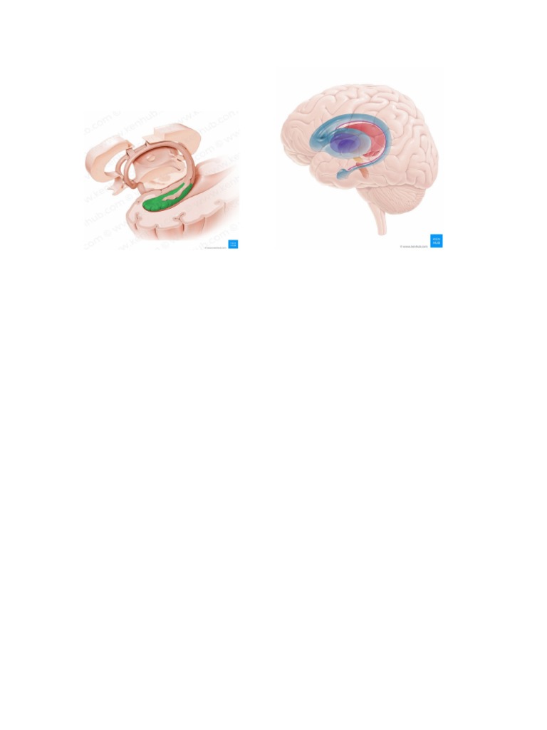 Picture Anatomy Print | PDF