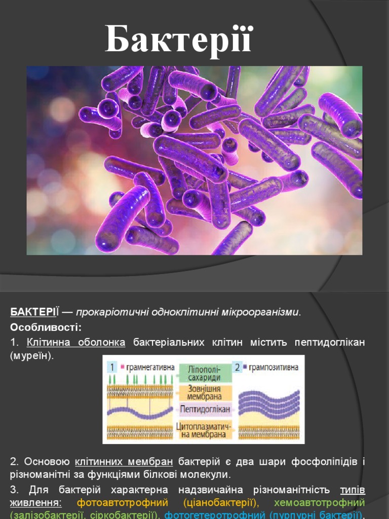 бактер | PDF