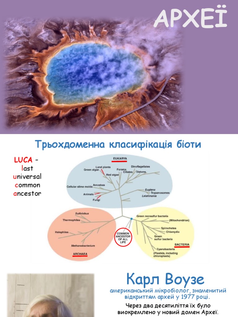 археї 1 | PDF