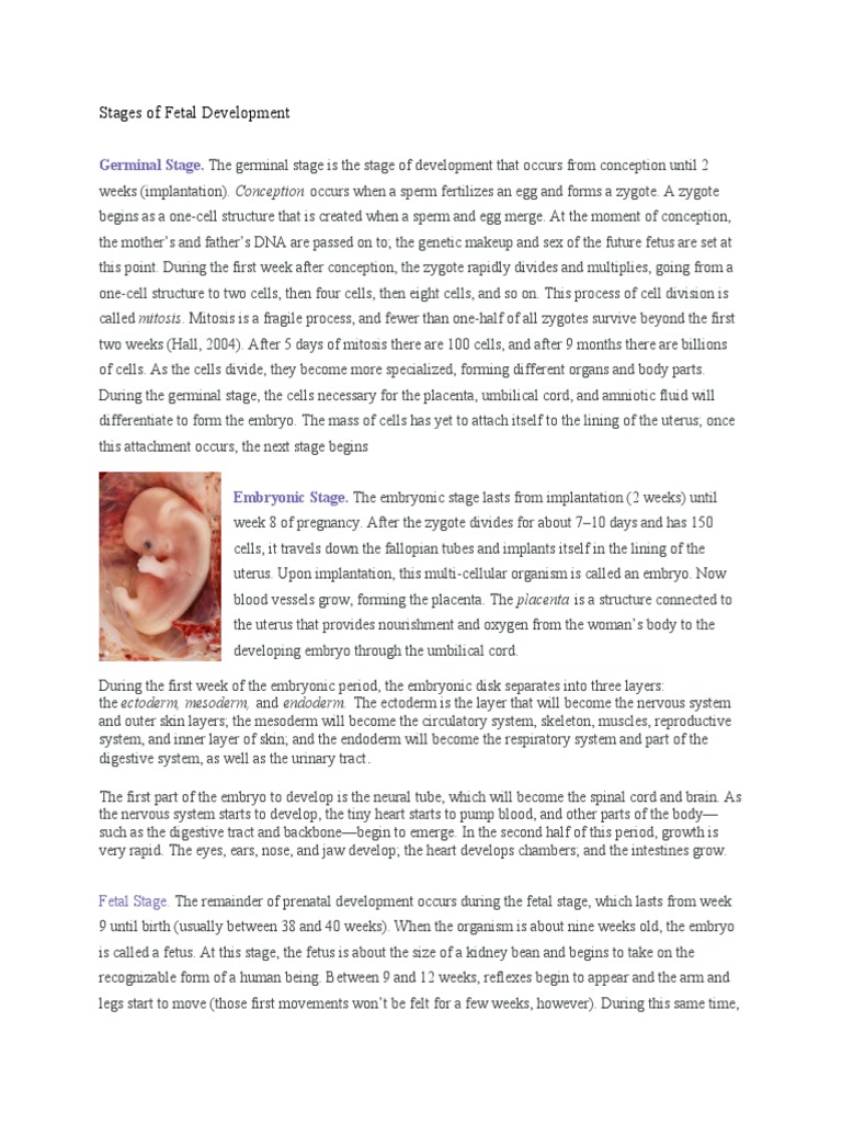 Fetal Development Stages Explained | PDF | Self-Improvement | Wellness