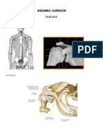 Clase 07- Huesos y articulaciones de hombro