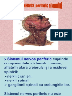 Sistemul Nervos Periferic