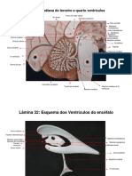 Atlas Digital de Neuro - III