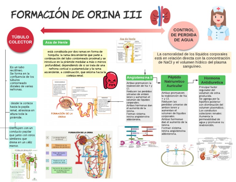 Formación de Orina III | PDF | Riñón | Angiotensina