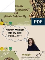 BUDIDAYA MAGGOT BSF (Black Soldier Fly)