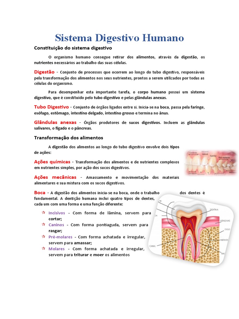 Sistema Digestivo Humano | PDF | Digestão | Sistema digestivo humano, image size:768x1024