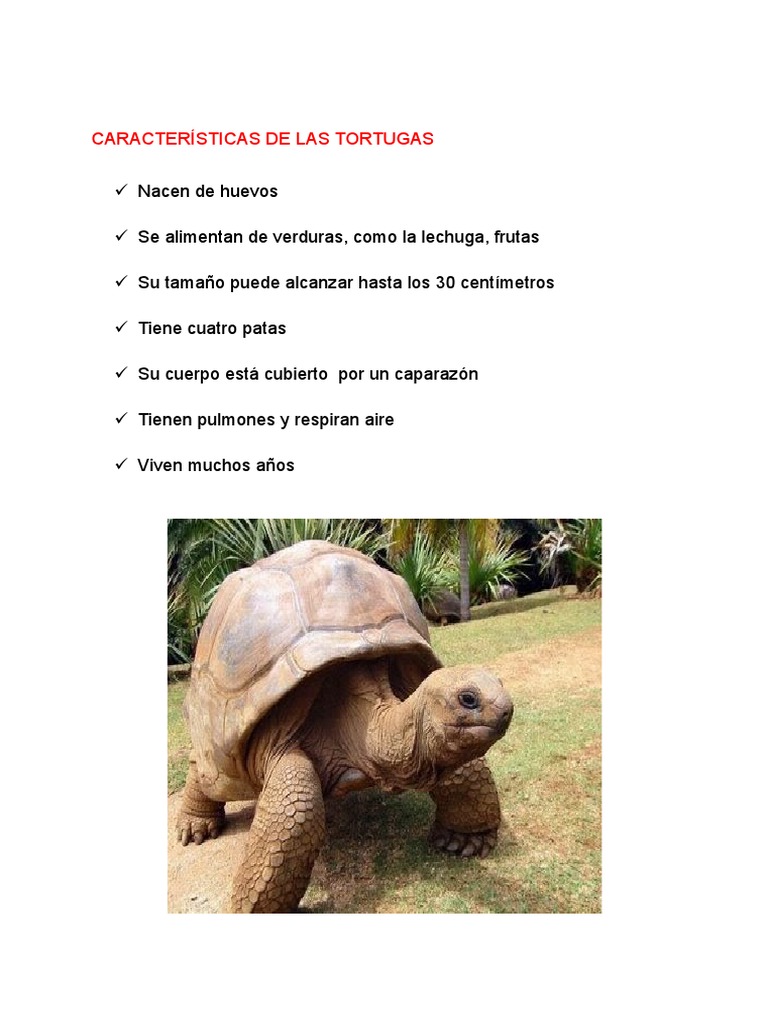 Características de Las Tortugas PDF