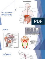 TNGH Aula 06 Sistema Digestorio e Anexos