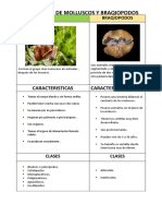 Infografia de Molluscos Y Braqiopodos: Caracteristicas Caracteristicas