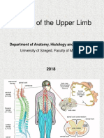 05 Nerves of Upper Limb