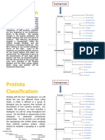 Protista Lab 1