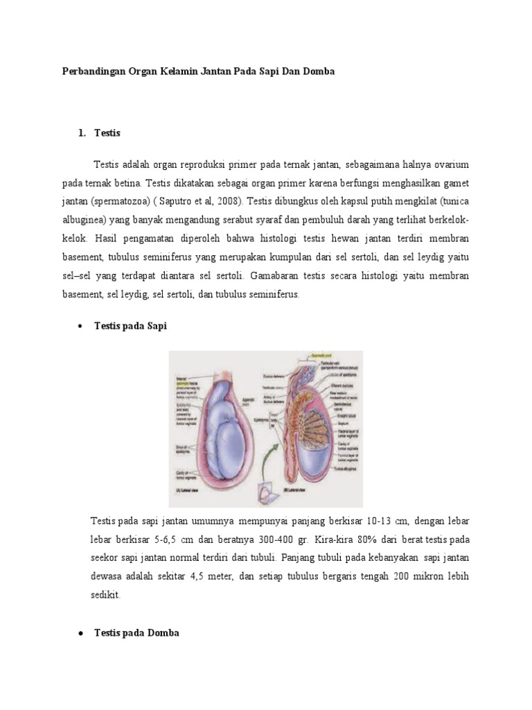 Perbandingan Organ Reproduksi Sapi dan Domba | PDF | Kesehatan Holistik ...