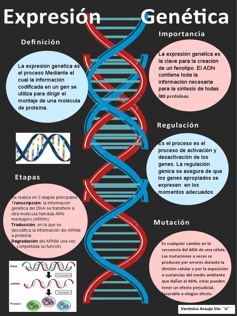 Infografia Expresion Genetica | PDF