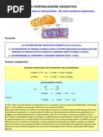 Metabolismo_parte2