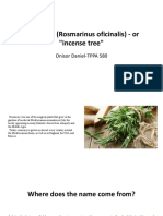 Rosemary (Rosmarinus Oficinalis) - or