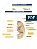 Agujeros y orificios del cráneo en anatomía