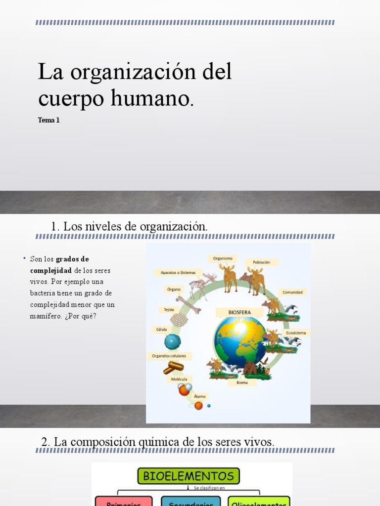 Tema 1 La Organización Del Cuerpo Humano | PDF | Biología Celular ...