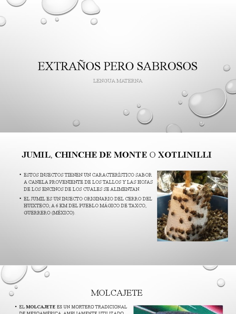 Jumil: Insecto Gourmet de Guerrero | PDF | Cocina mexicana | Cocina ...